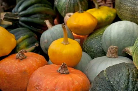 Collection of pumpkins Stock Photos