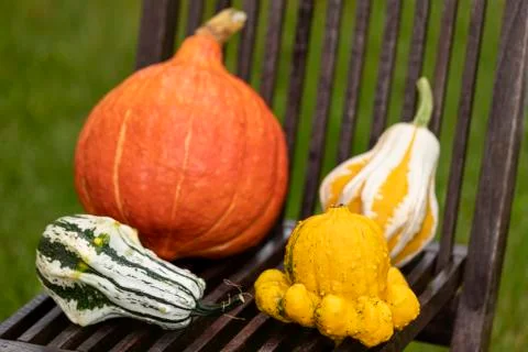 Collection of pumpkins Stock Photos