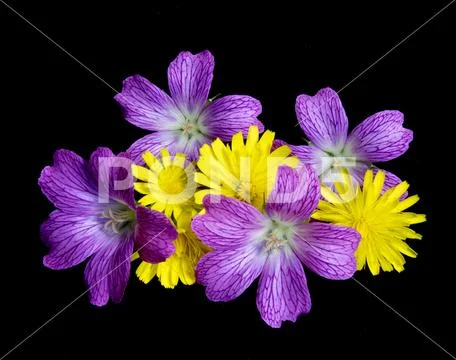 Collection of Purple and Dandelion Flowers on Black Background Stock Photos