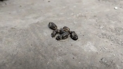 A collection of rat droppings on the cement floor 動画素材 294008602