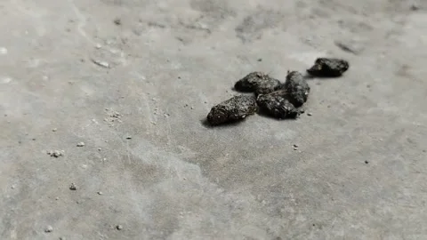 A collection of rat droppings on the cement floor 動画素材 294008677