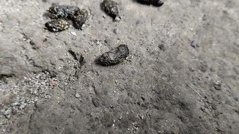 A collection of rat droppings on the cement floor Stock Footage 294008759