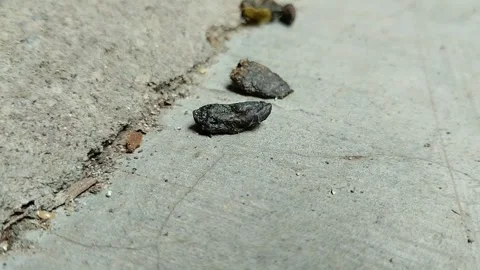 A collection of rat droppings on the cement floor Stockbeeldmateriaal 304787374