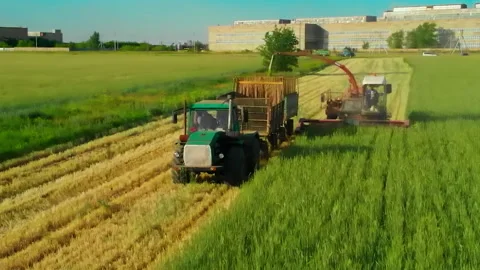 Collection of raw materials for the production of vitamin grass meal. Flight Stock Footage 145923731