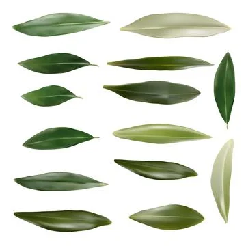 A collection of realistic green olive leaf vectors Stock Illustration