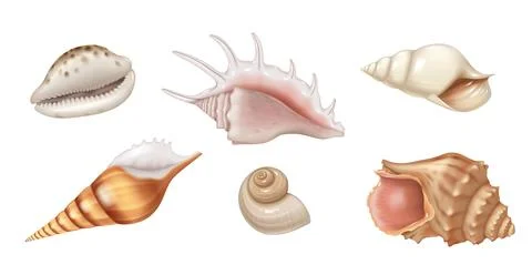 Collection of Realistic Seashell Illustrations Stock Illustration