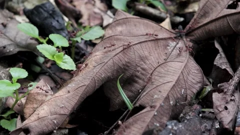 A collection of red pepper ants looking for food Stock Footage 219348088