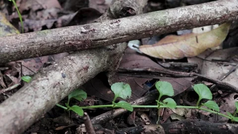 A collection of red pepper ants looking for food Stock Footage 219348112