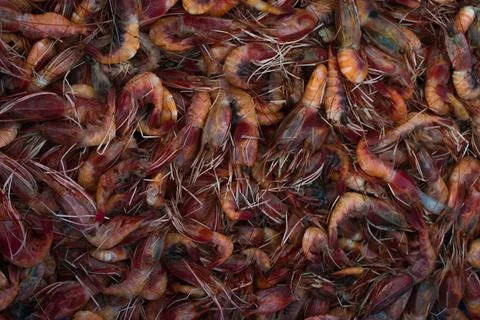 Collection of red prawns background. Stock Photos