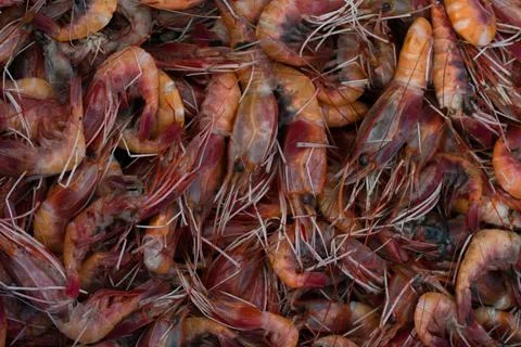 Collection of red prawns background. Stock Photos