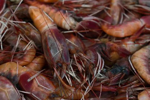Collection of red prawns background. Stock Photos