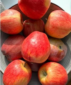 Collection of Ripe Red Apples in a Ceramic Bowl in Sunlight Stock Photos