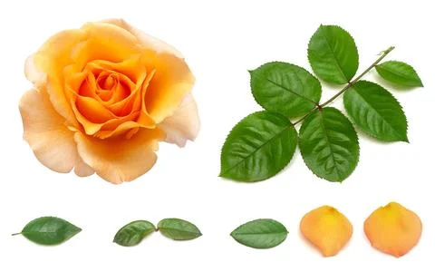 Collection of rose elements. Flower orange leaf, petal, branch and head iso.. Stock Photos