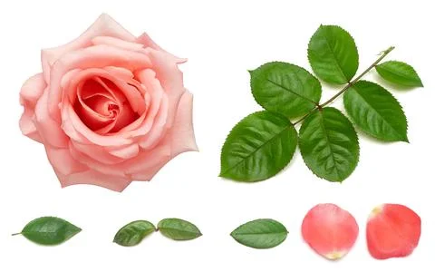 Collection of rose elements. Flower pink leaf, petal, branch and head isola.. Stock Photos