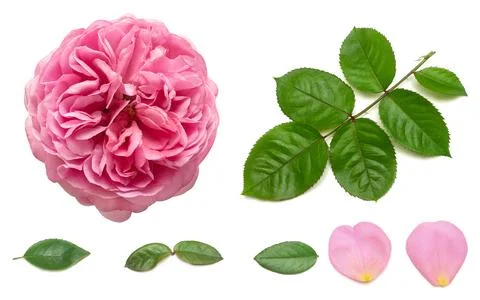 Collection of rose elements. Flower pink leaf, petal, branch and head isola.. Stock Photos