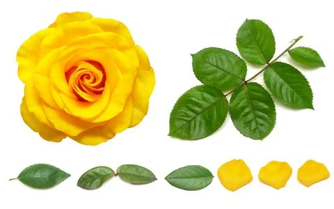 Collection of rose elements. Flower yellow leaf, petal, branch and head iso.. Stock Photos