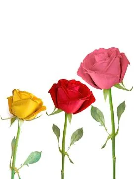 Collection of Rose isolated over white Stock Photos