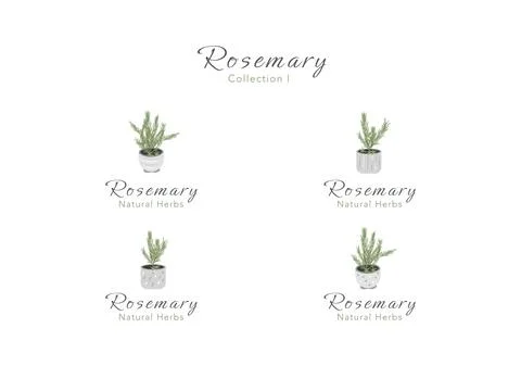 The collection of rosemary tiny tree in a clay pot vector ep01 Stock Illustration