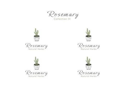 The collection of rosemary tiny tree in a clay pot vector ep03 Stock Illustration
