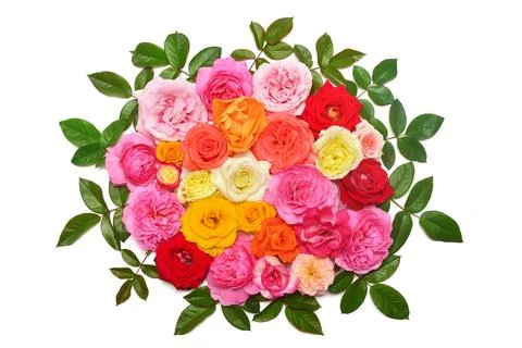 Collection roses flowers multicolored with leaf arrangement isolated on a w.. Stock Photos