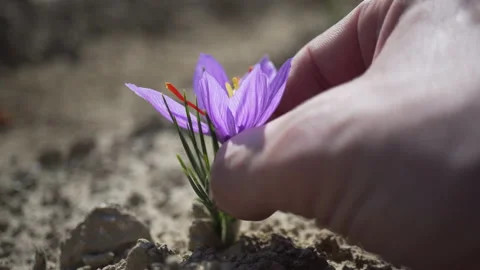 Collection of saffron crocus flower Stock Footage 234057046
