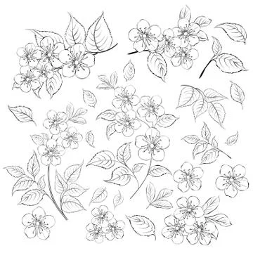 Collection of sakura flowers, set. Cherry blossom bundle. Black flowers of Ilustração Stock