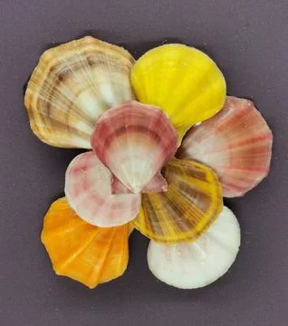 Collection of scallop shells 스톡 사진