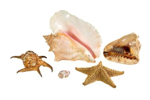Collection of Sea shell isolated on background. Beautiful seashell Foto stock