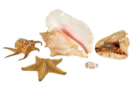 Collection of Sea shell isolated on background. Beautiful seashell Stock Photos