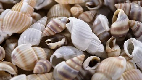 Collection of sea shells found on the beach during the daytime in a coastal area Stock Photos