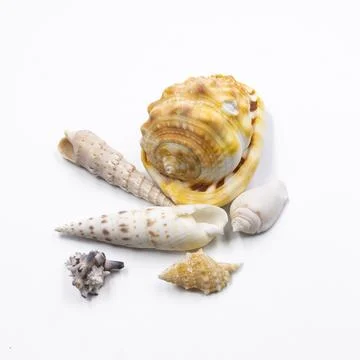 Collection of sea shells isolated on white background, tropical marine deco.. Stock Photos