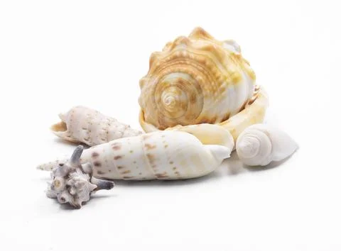 Collection of sea shells isolated on white background, tropical marine deco.. 스톡 사진