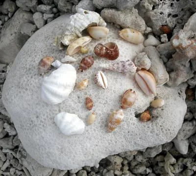 Collection of sea shells Stock Photos