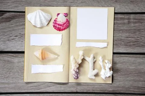 Collection of sea shells Stock Photos