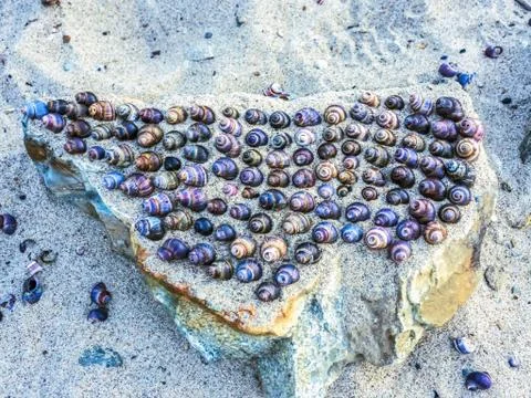 A collection of sea shells. 스톡 사진