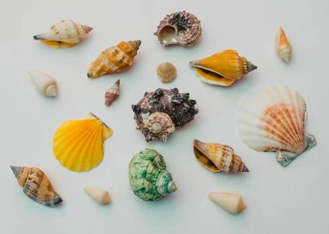 Collection of sea shells on a white background. Stock Photos
