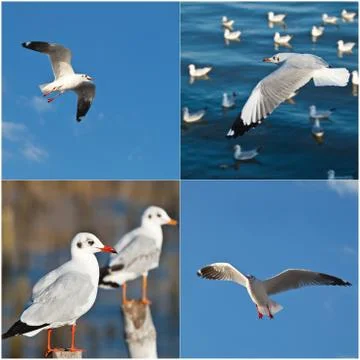Collection of seagulls Stock Photos