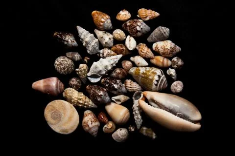 Collection of seashells on a black background Stock Photos