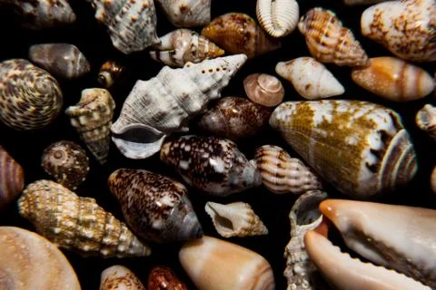 Collection of seashells on a black background Stock Photos