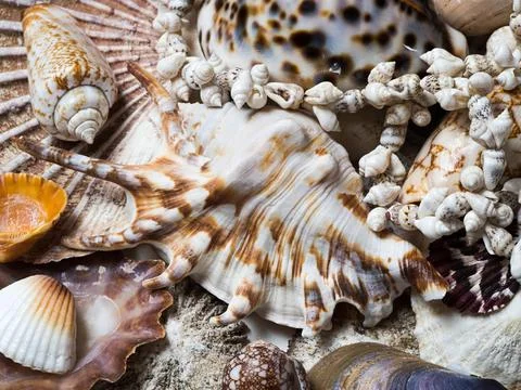 Collection of seashells of different types, with the big spider conch in the Foto stock