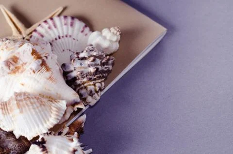 Collection of seashells with empty greeting card on a grey backdrop. Vacation Stock Photos