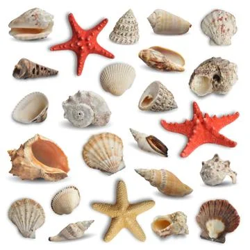 Collection of seashells isolated on white background Stock Photos