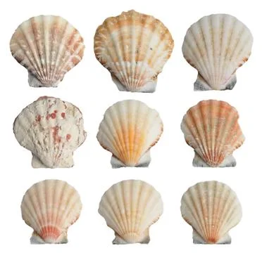 Collection of seashells isolated on white background 库存照片