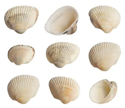 Collection of seashells isolated on white background Stock Photos