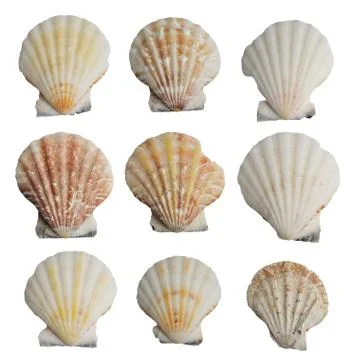 Collection of seashells isolated on white background Stock Photos