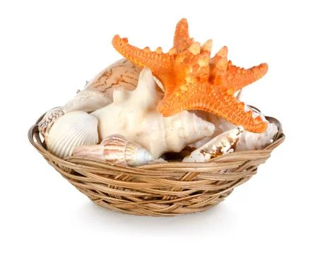 Collection of seashells Stock Photos