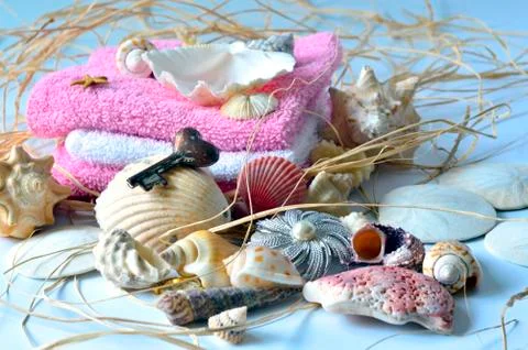 Collection of seashells. Stock Photos