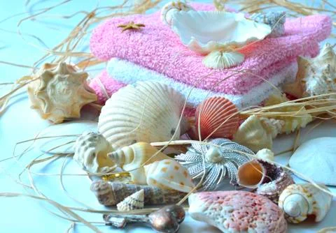 Collection of seashells. Stock Photos