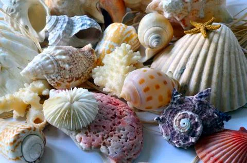 Collection of seashells. Stock Photos