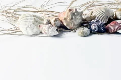Collection of seashells. Stock Photos